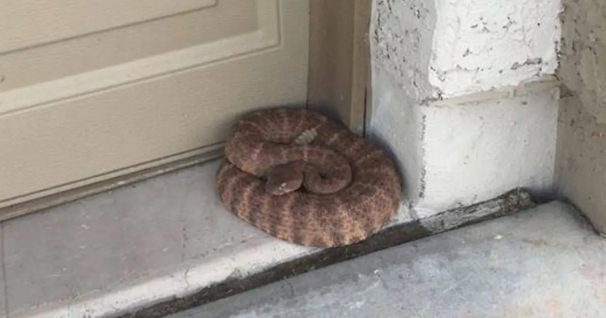 Snake in Your Home? Simple Ways to Encourage It to Leave Safely