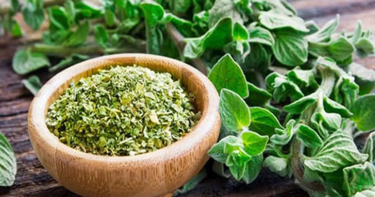 Could This Common Herb Help Your Body Fight Infections?