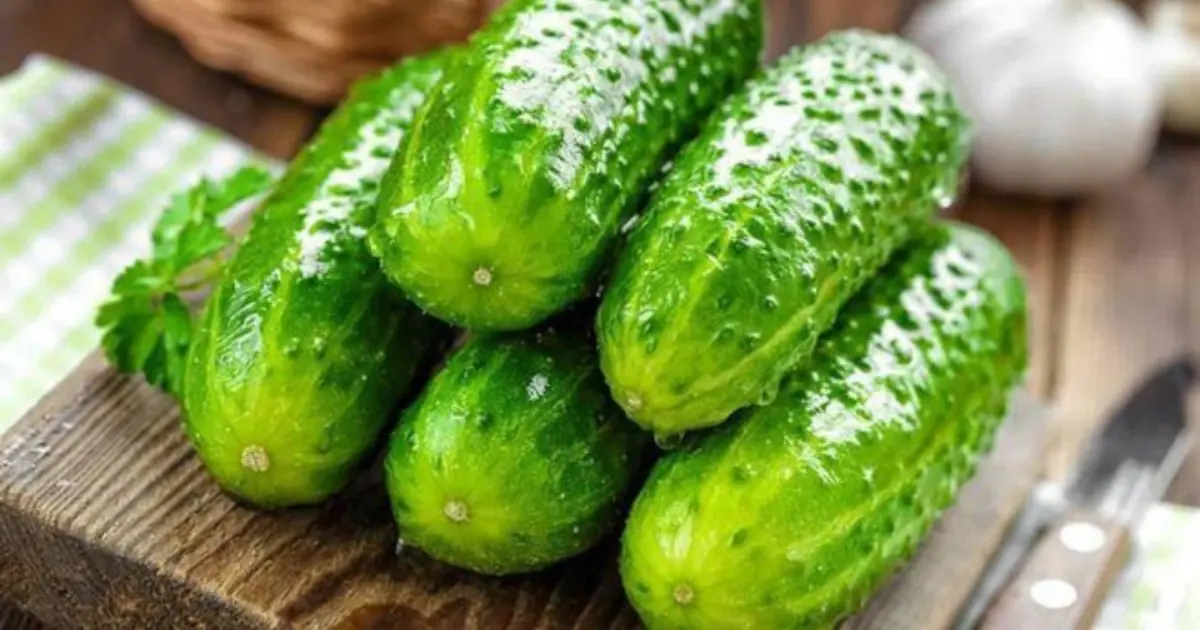 Love Cucumbers? Here’s What Daily Consumption May Do for Your Health
