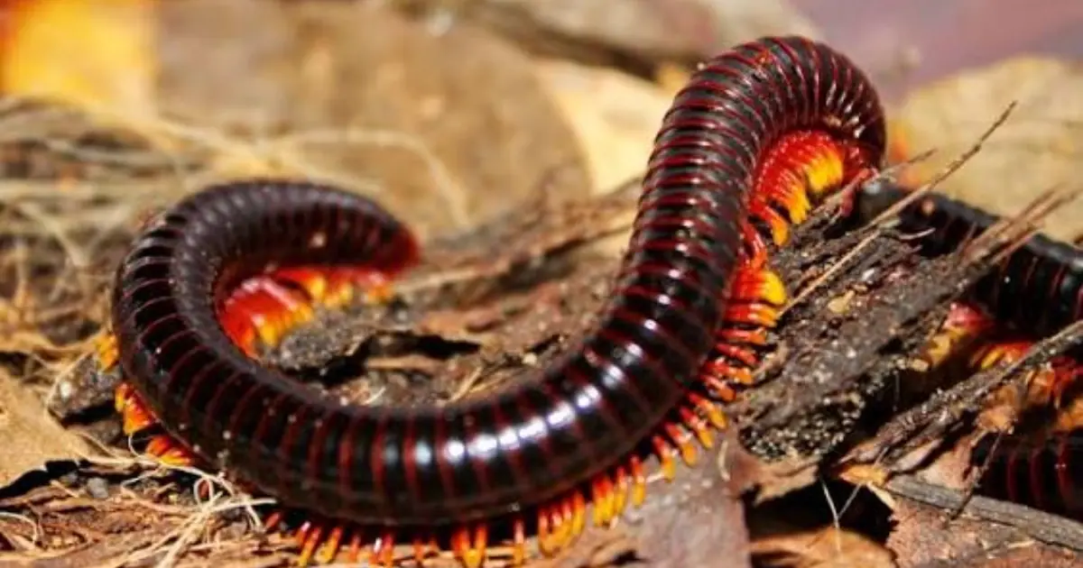 Keep Finding Centipedes at Home? Here’s What Could Be Attracting Them