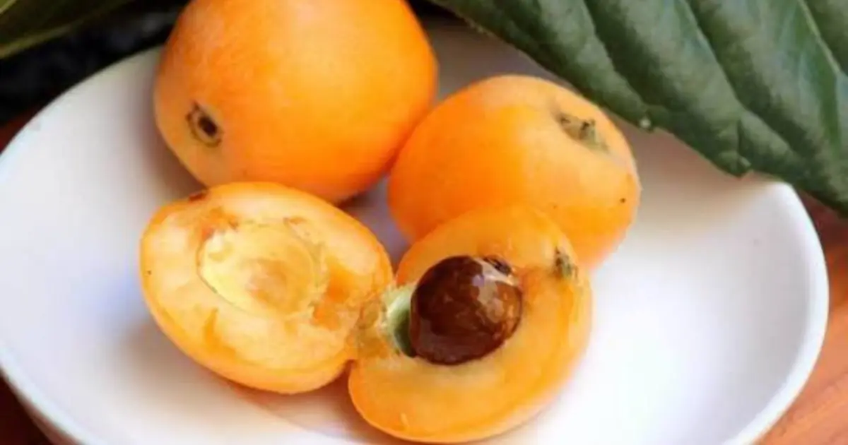 What Fruit Is This? Discover the Sweet and Flavorful Loquat