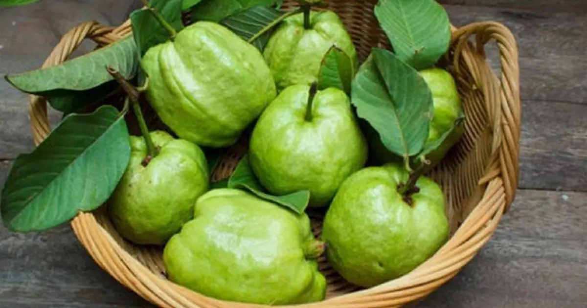 The Surprising Health Effects of Eating Guava You Should Know About