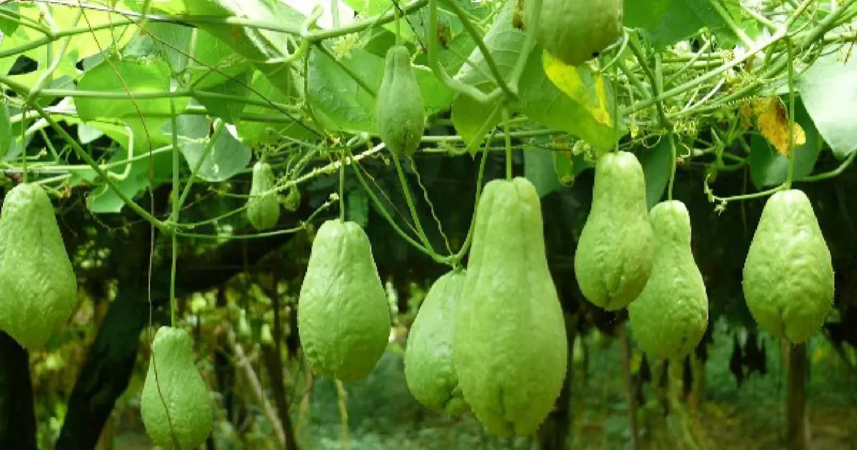 Over 30? Here Are 20 Ways Chayote Juice May Support Your Health
