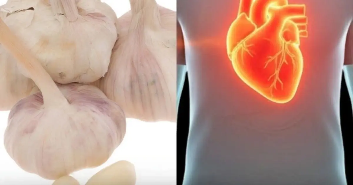 Why Garlic Has Been Studied for Its Potential Health Benefits?