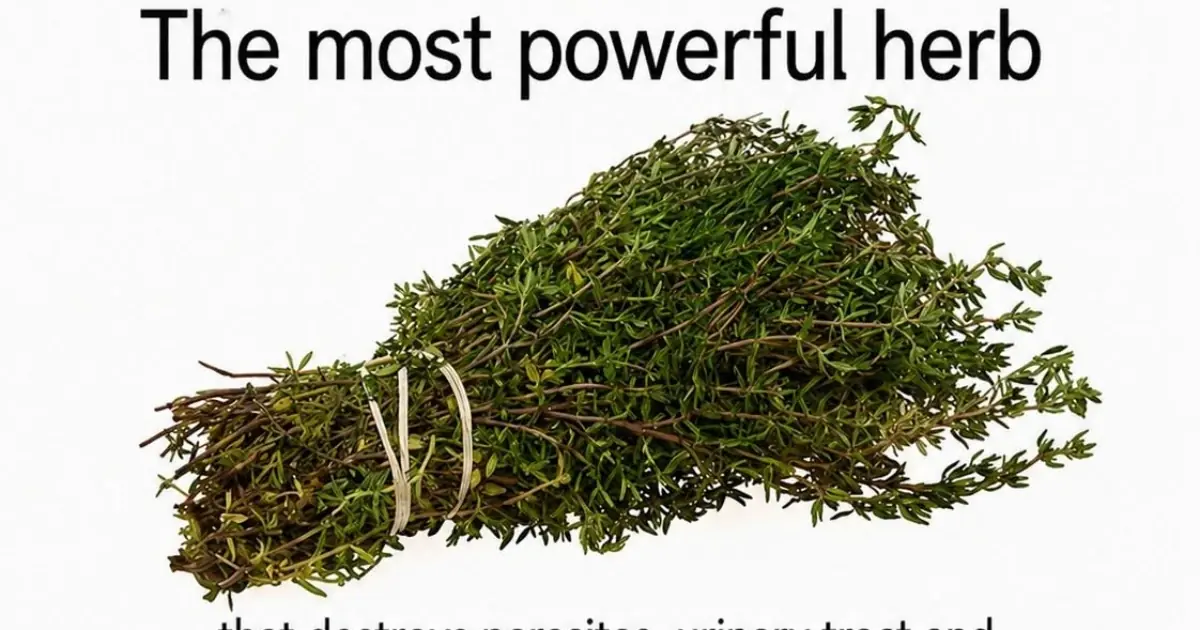 THE MOST POTENT HERB THAT DESTROYS PARASITES, URINARY TRACT …