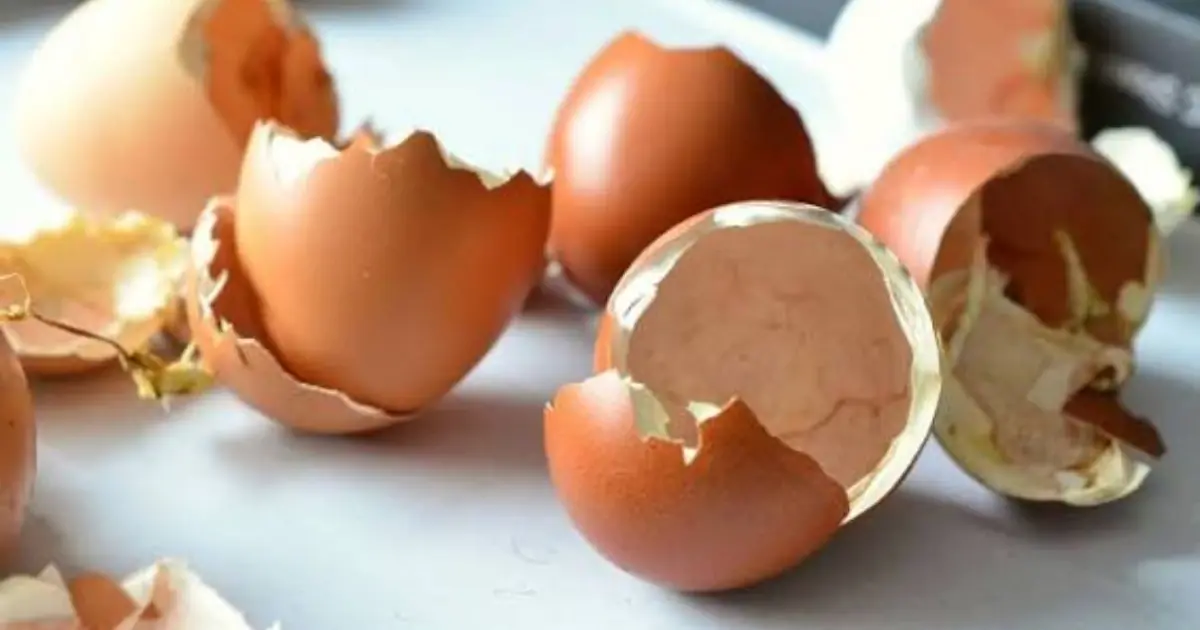 What Can You Do With Eggshells? Their Hidden Uses Might Surprise You
