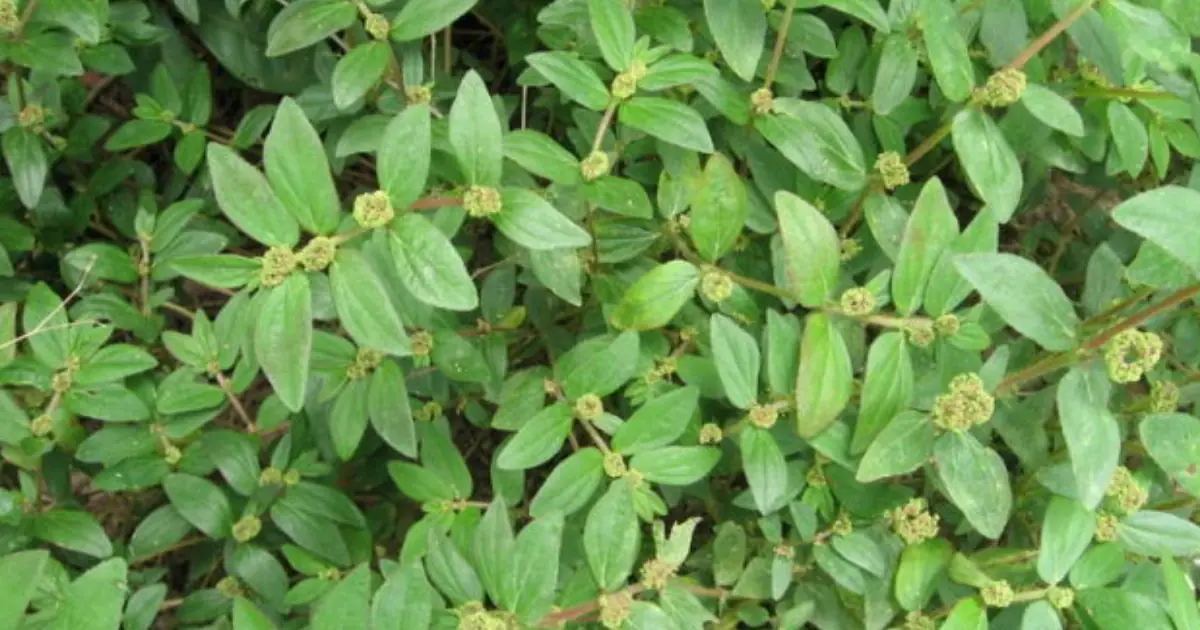 Think It’s Just a Weed? This Plant May Be More Valuable Than It Looks