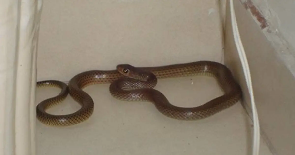 Found a Snake in Your House? Here’s What to Do Without Panicking