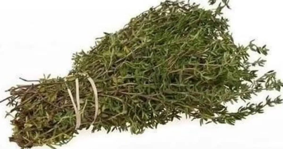 The Most Potent Herbs for Addressing Parasites and Urinary Tract Health