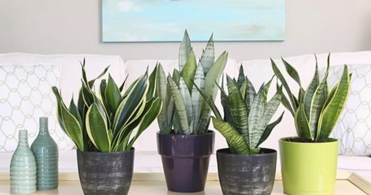 If You Have This Plant in Your House, Then You Have a Natural Air Purifier (and So Much More)