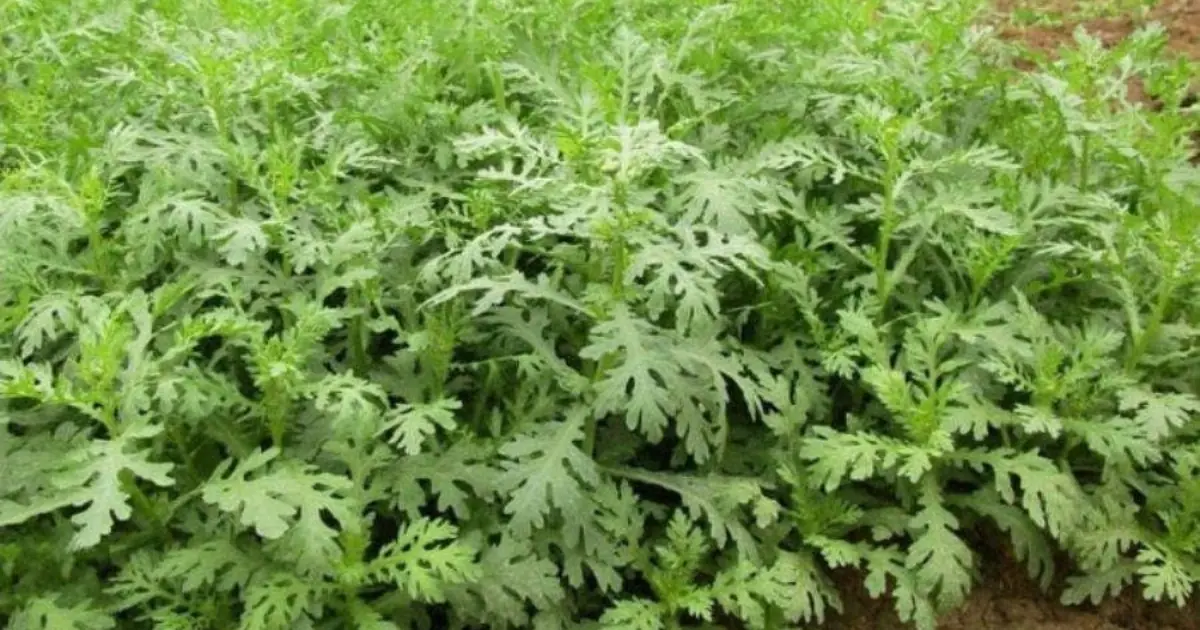 Once a royal delicacy for emperors only — today this ‘golden’ vegetable grows right in your backyard