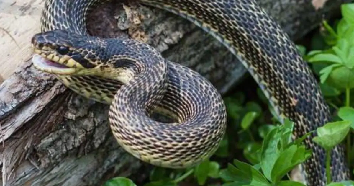 7 Scents Snakes Supposedly Hate: What Really Works to Keep Them Away?