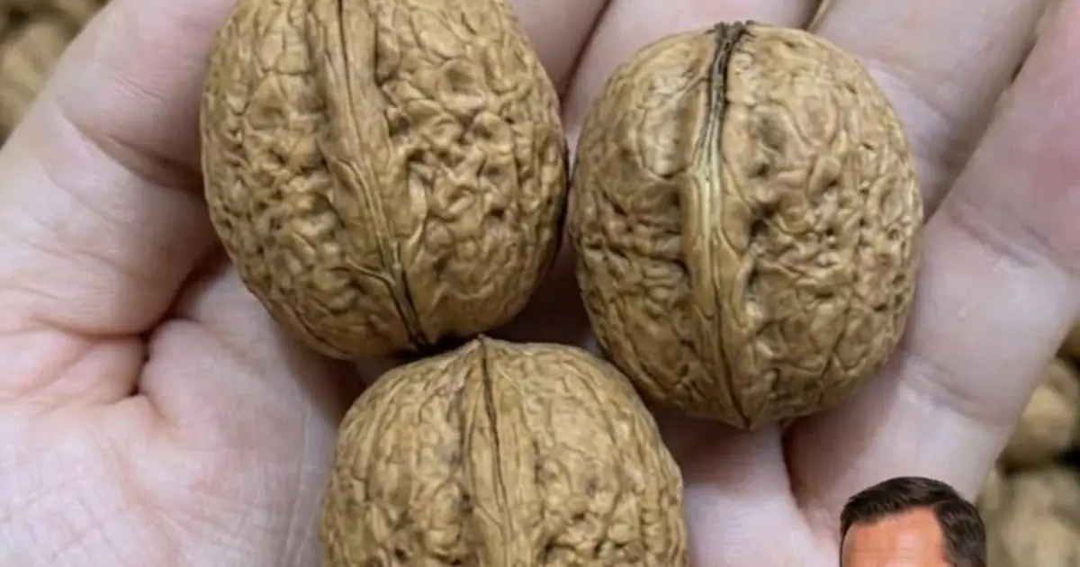 Eat Walnuts Every Day? Here’s What Doctors Say Could Happen to Your Body