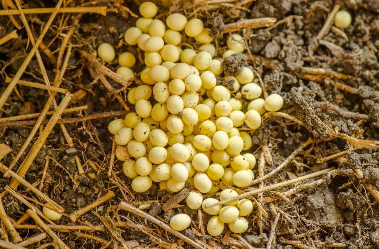 Man Returns Home After Six Months, Shocked to Find More Than 100 Mysterious Eggs Covering His Bed