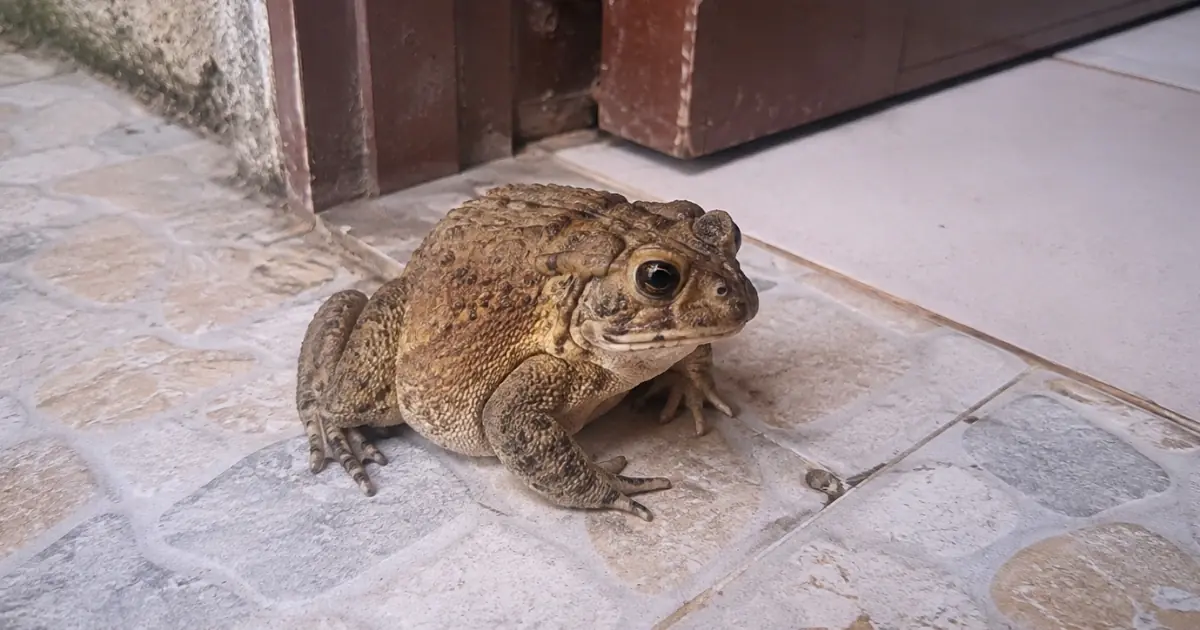 Why a Toad Might Appear in Your Home and What It Could Mean