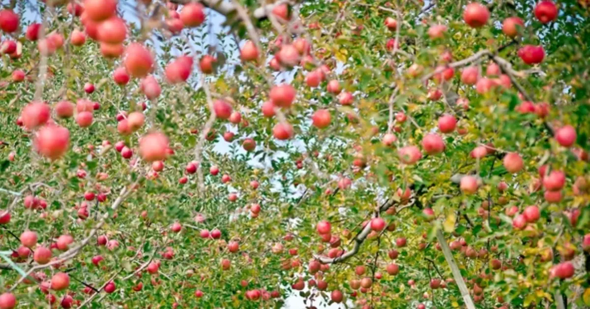 My Neighbor Wanted Me to Remove My Apple Tree - Then Something Unexpected Happened in My Yard