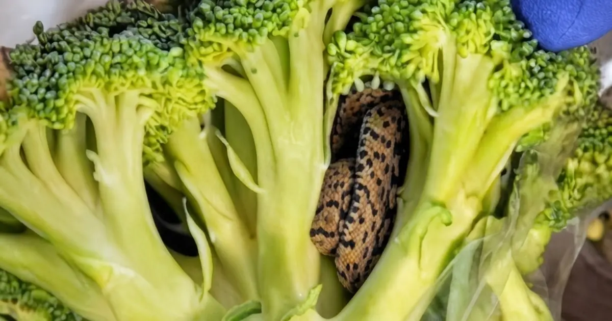 He Opened a Bag of Broccoli - What He Found Inside Left Him Horrified