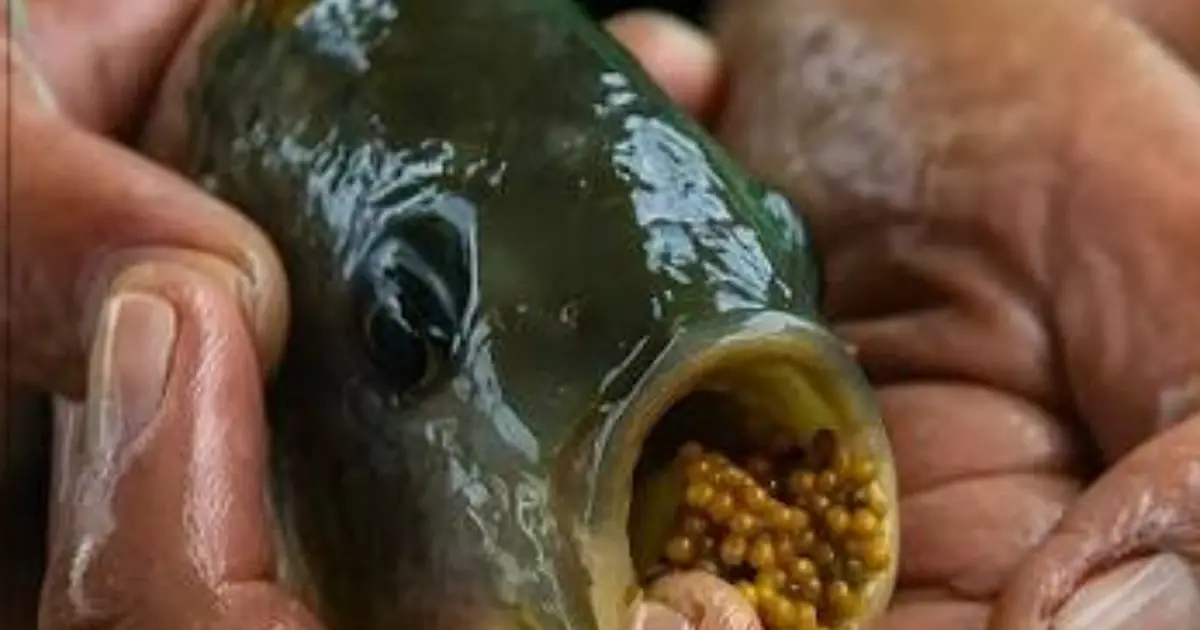 Eating Tilapia Often?  You May Want to Know This First…
