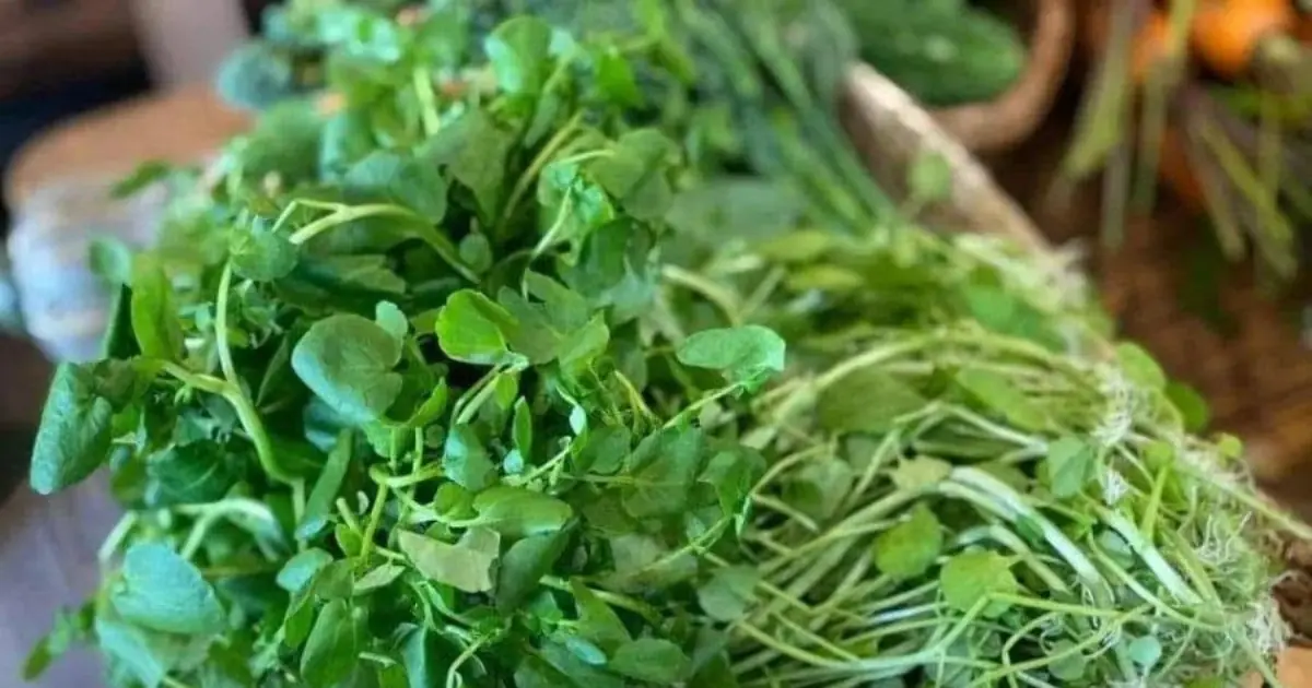 Tiny vegetable, massive health benefits — why experts call it the ‘king of anti-can.cer foods