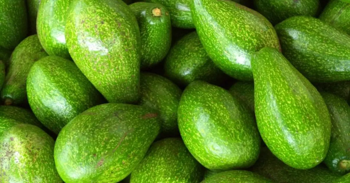 Eating Avocado Regularly? Here’s What Doctors Want You to Know