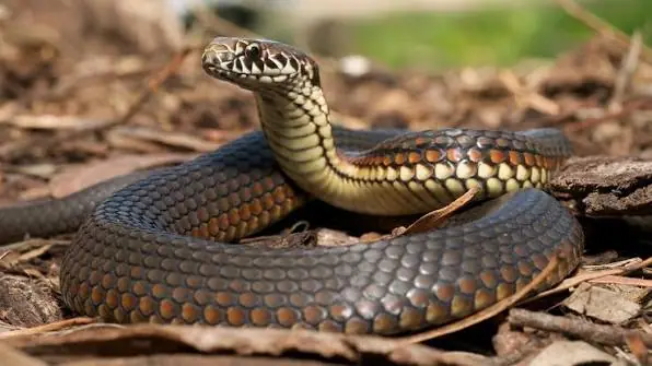 What to Do (and Never Do) When Bitten by a Snake: Essential First Aid Rules