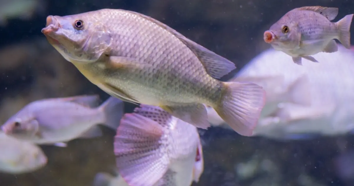 The Benefits and Potential Dangers of Eating Tilapia Fish