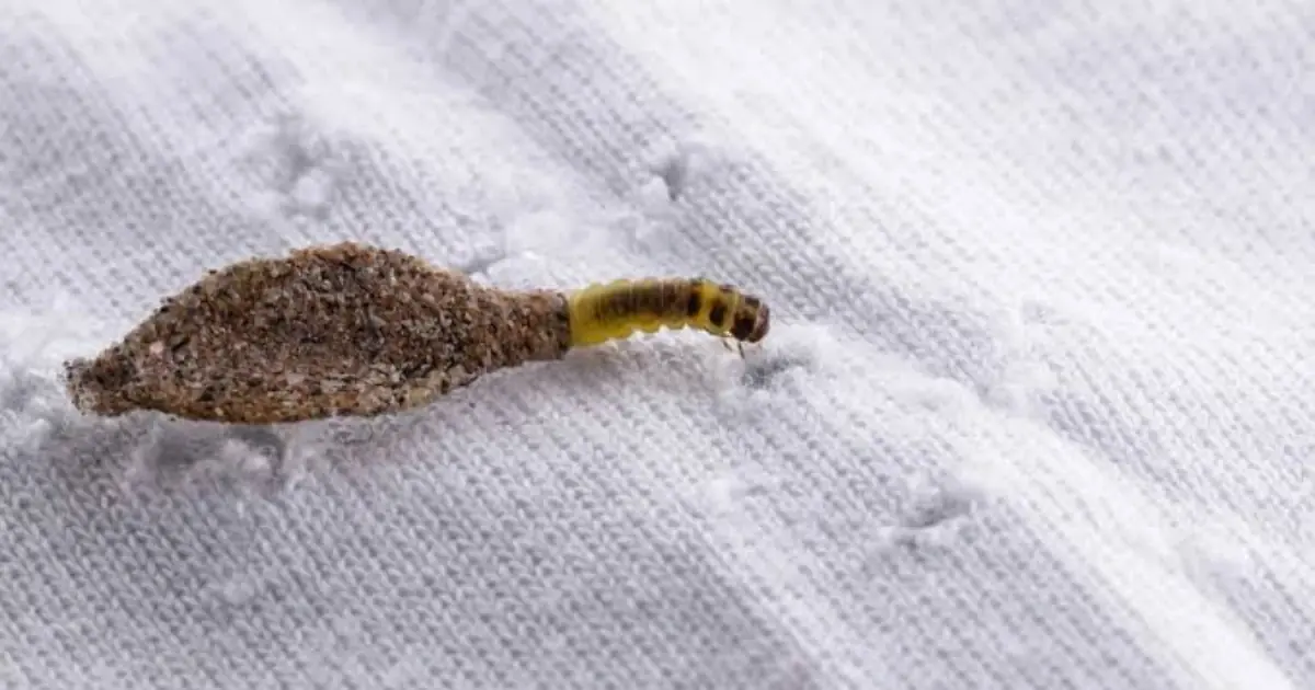 What Are These Strange Cases on Your Walls? The Tiny Creatures Hiding in Plain Sight
