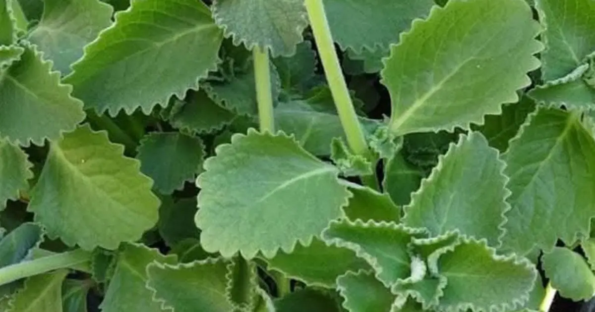 Nature’s Powerful Herb: A Scientific Look at Oregano’s Role in Supporting Wellness