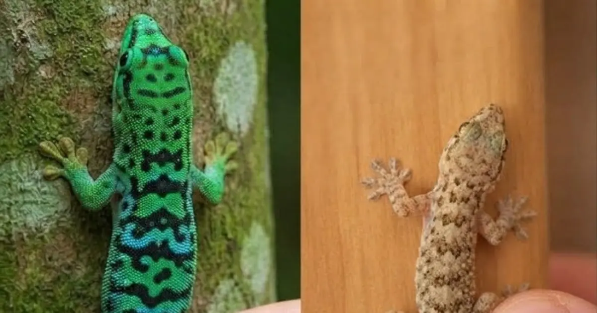 A Lizard in Your House: The Meaning Behind This Common Folk Belief....