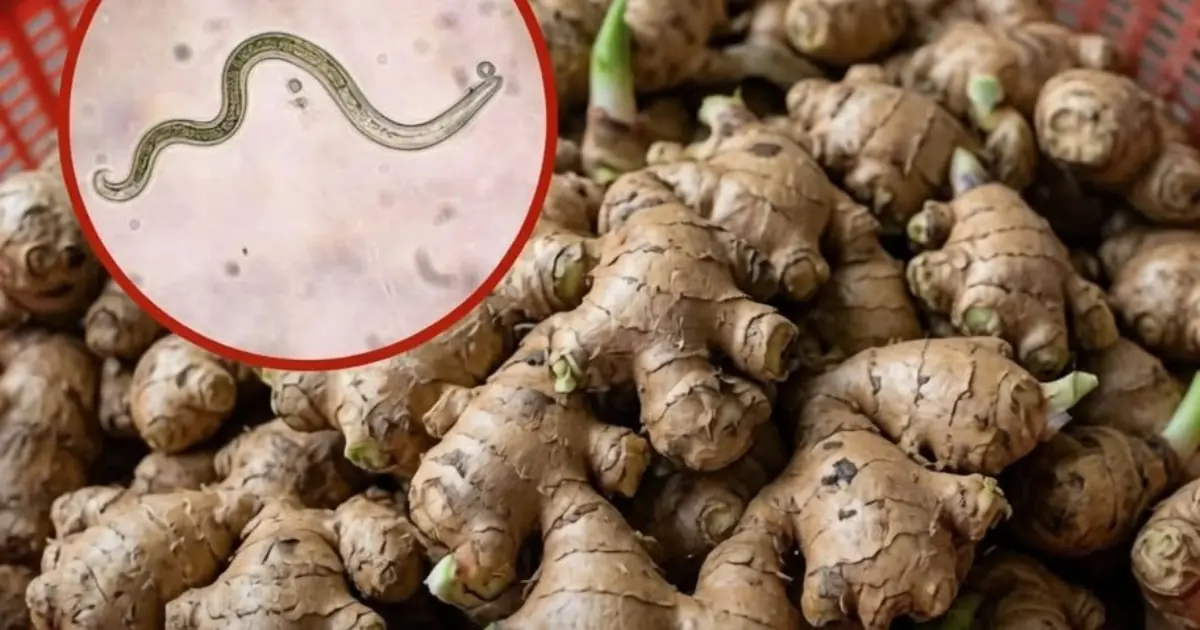 The Most Parasite-Contaminated Vegetable? Experts Warn About Hidden Risks see the frist comment