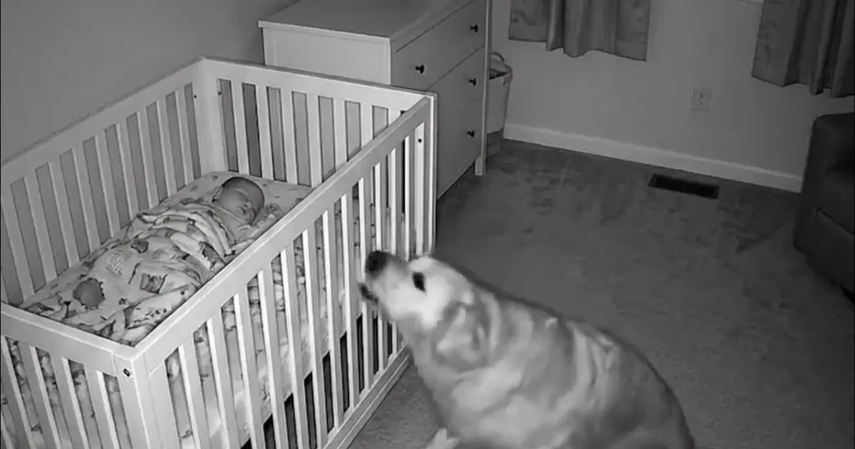 New Parents Installed a Camera After Their Dog Kept Visiting the Nursery at Night