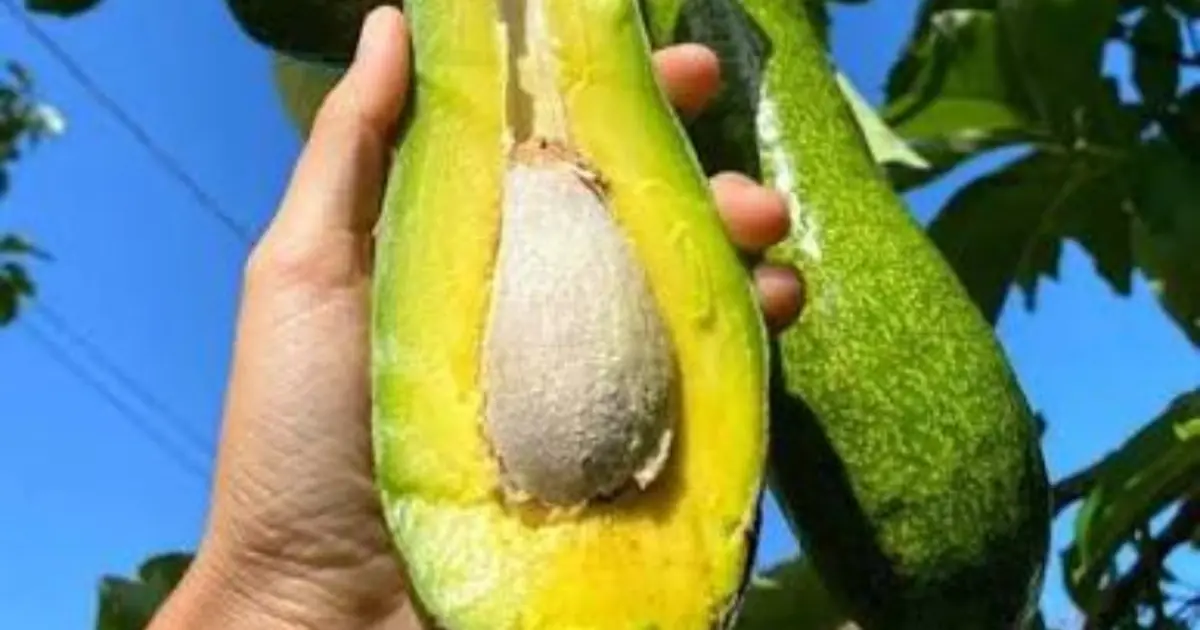 Before You Eat Another Avocado, Doctors Say You Should Know This