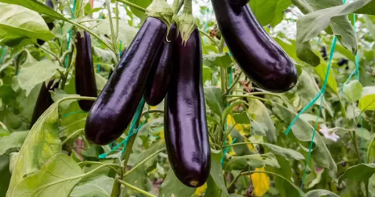 Love Eggplant? Here’s When You May Need to Be Careful