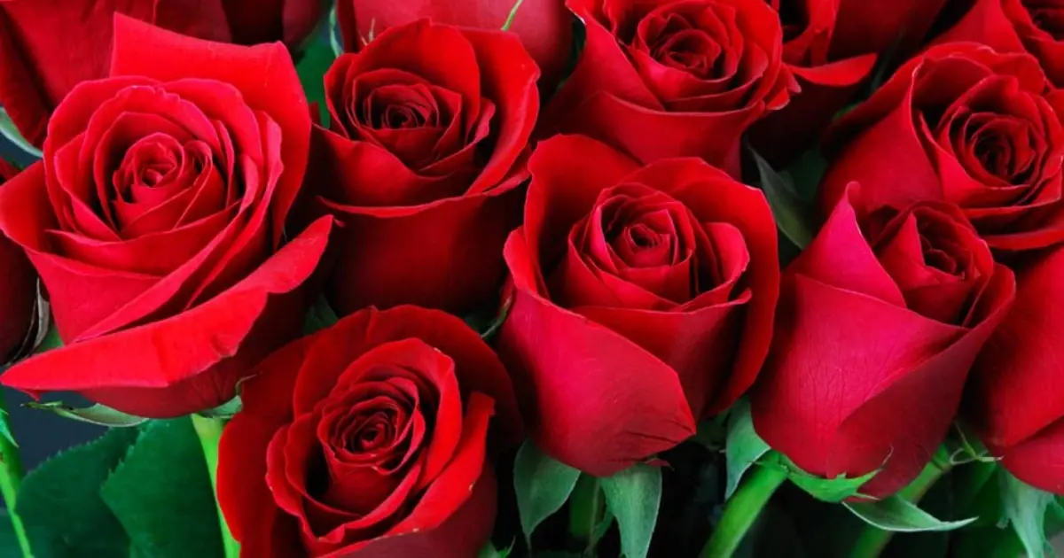 Which Rose Would You Choose? It May Reveal What Kind of Woman You Are