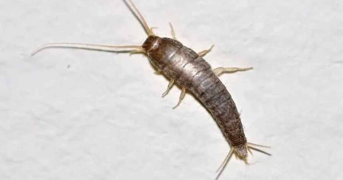Found Silverfish in Your Home? Here’s Why You Shouldn’t Ignore Them