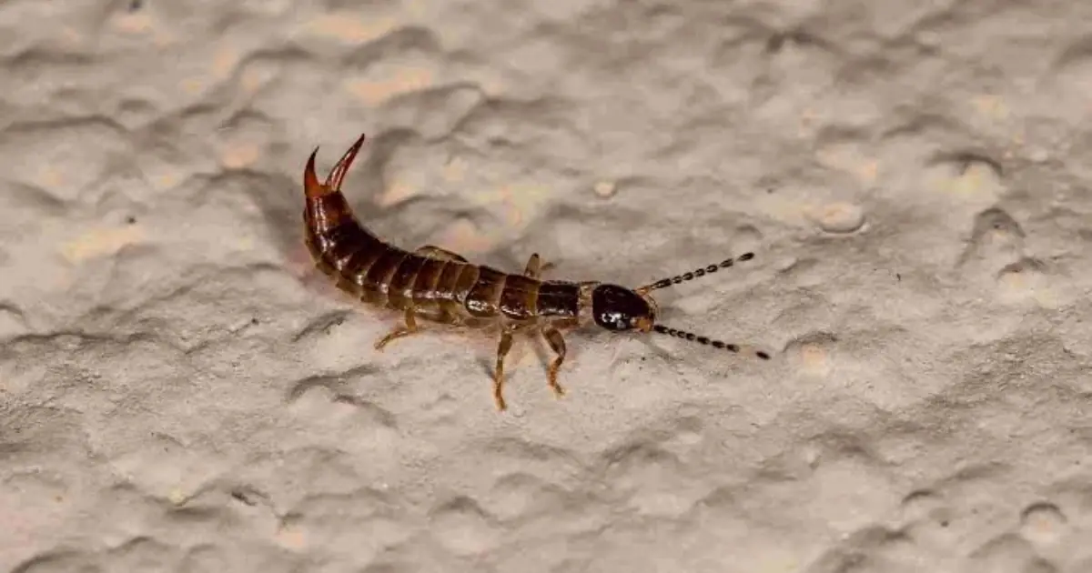 Found This Insect Indoors? Here’s What You Should Check