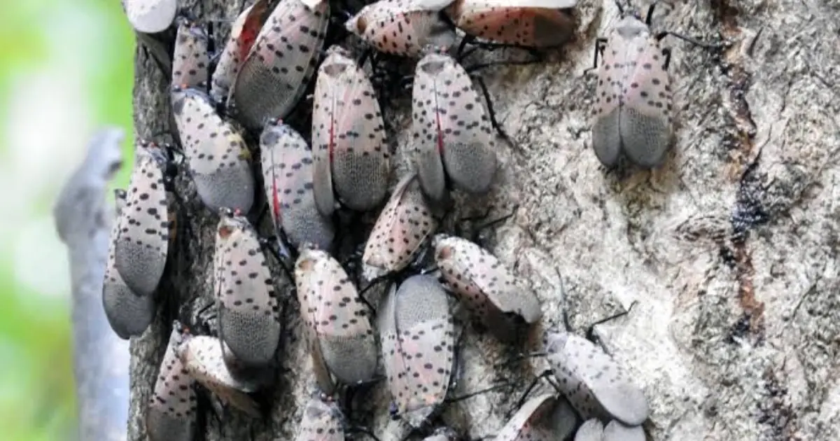 Noticed These Bugs on Your Trees? Here’s Why You Should Pay Attention