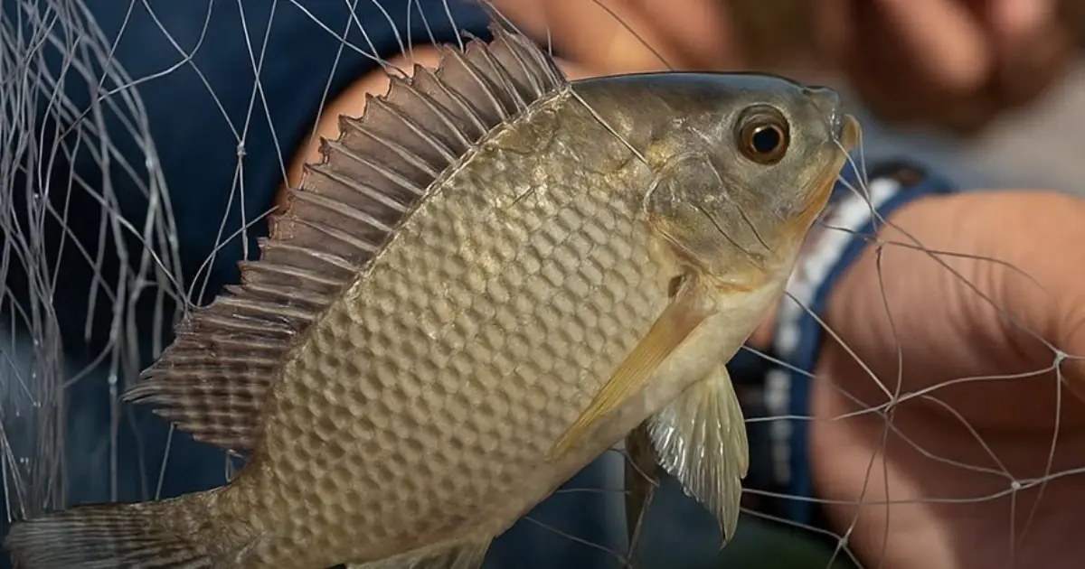 The Benefits and Potential Dangers of Eating Tilapia Fish