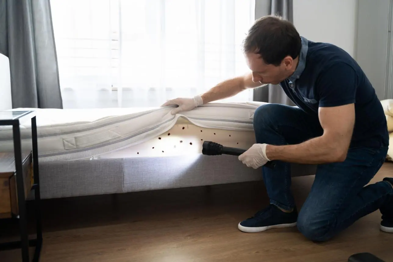 What Really Happens When Bed Bugs Invade Your Home? The Warning Signs You Should Never Ignore