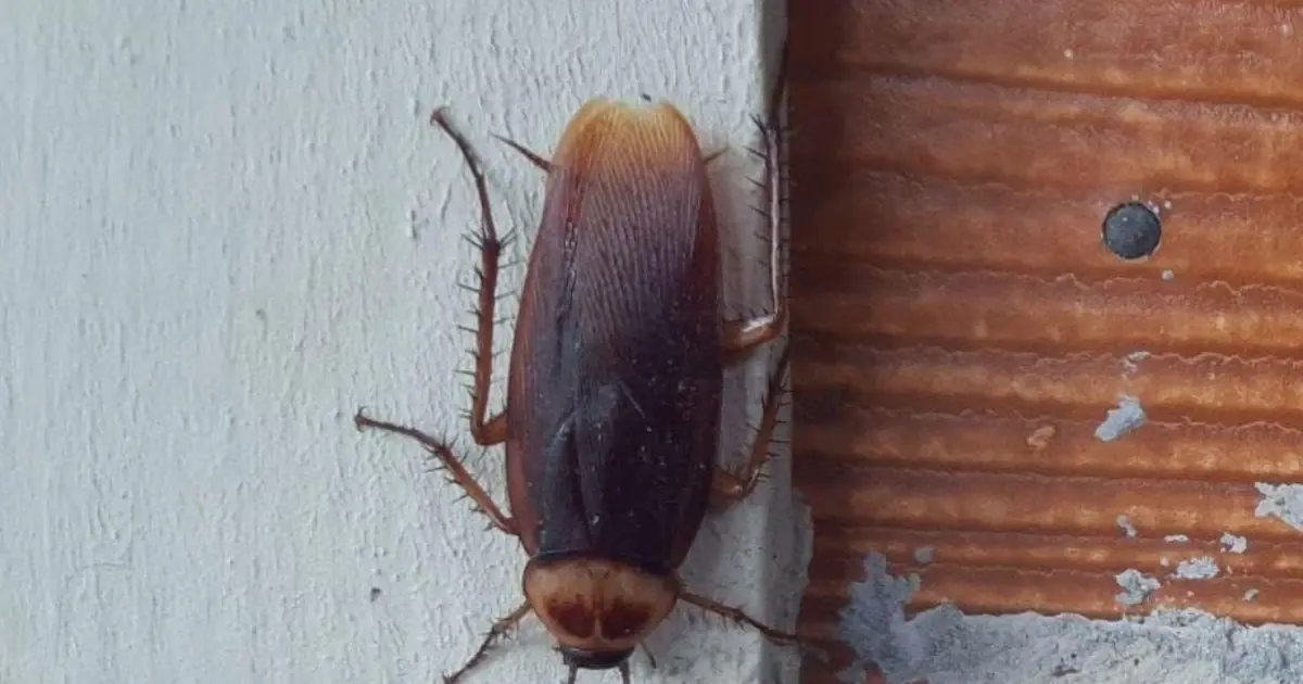Do You Know That the Cockroach Visits You When You ......... See more