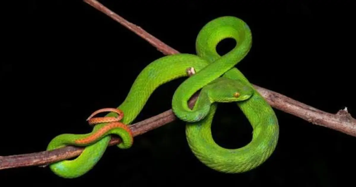 Seeing Snakes Around Your Home? These 8 Methods May Help Keep Them Away