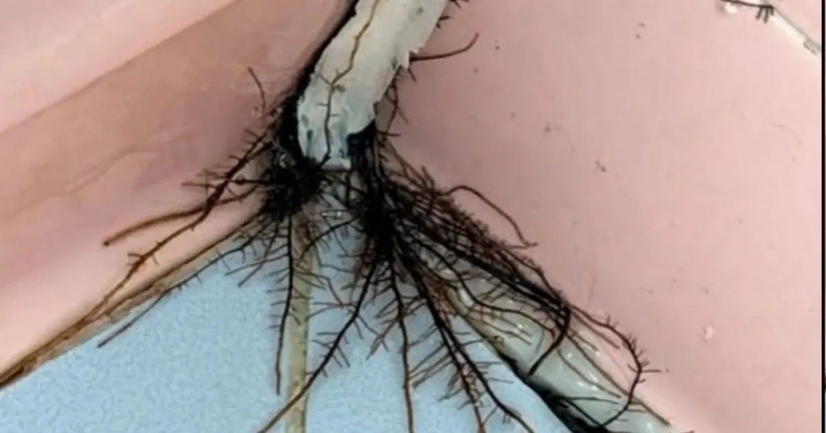 Strange “Roots” Growing From the Tiles? The Explanation May Surprise You