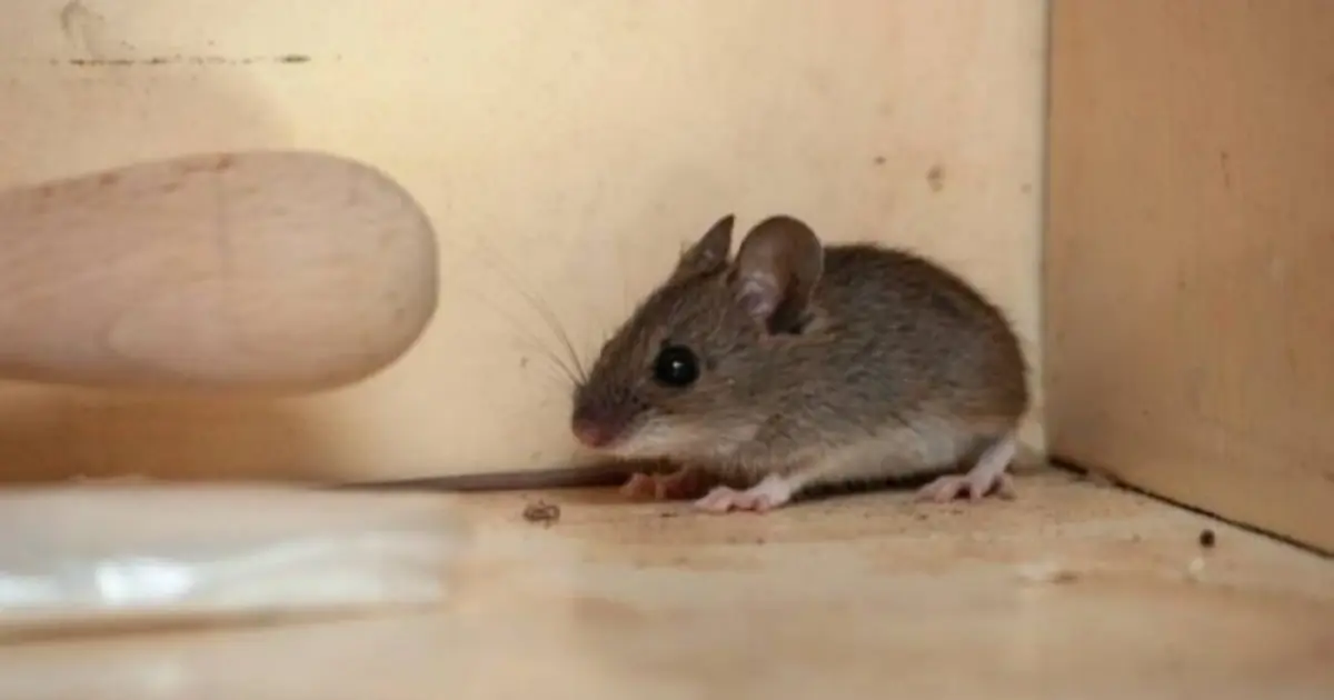 Worried About Mice? Try These 6 Simple Prevention Tips