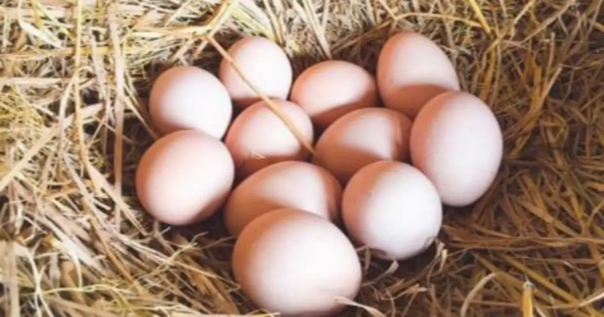 Who Should Be Careful About Eating Too Many Eggs? Here Are 8 Groups
