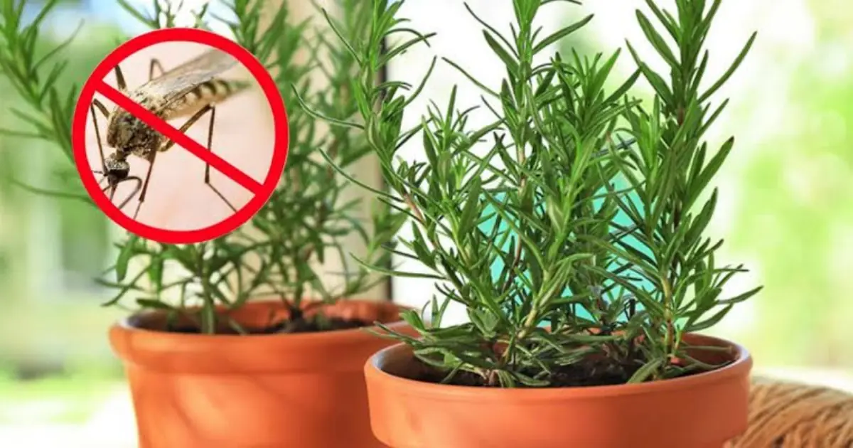 Want Fewer Flies and Mosquitoes? These Leaves May Help Keep Them Away Naturally