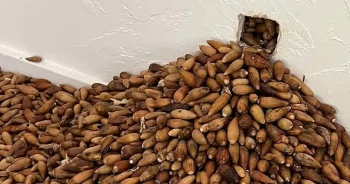 He Opened the Wall to Find the Source of a Strange Smell and Was Stunned