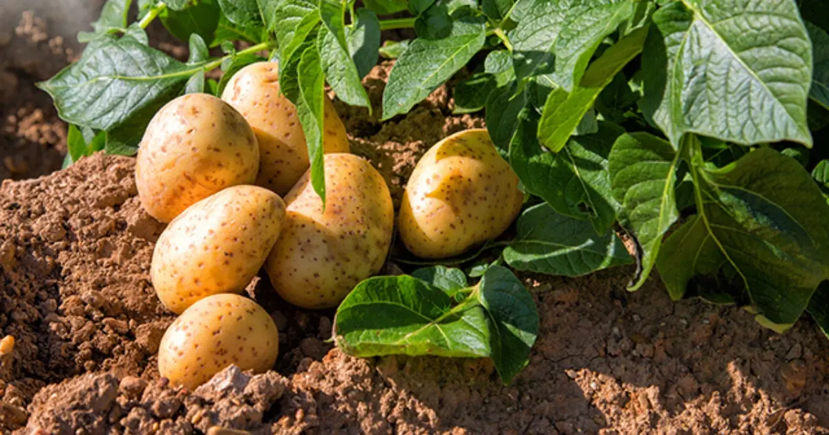 Doctors Explain What Eating Potatoes May Do to Your Body
