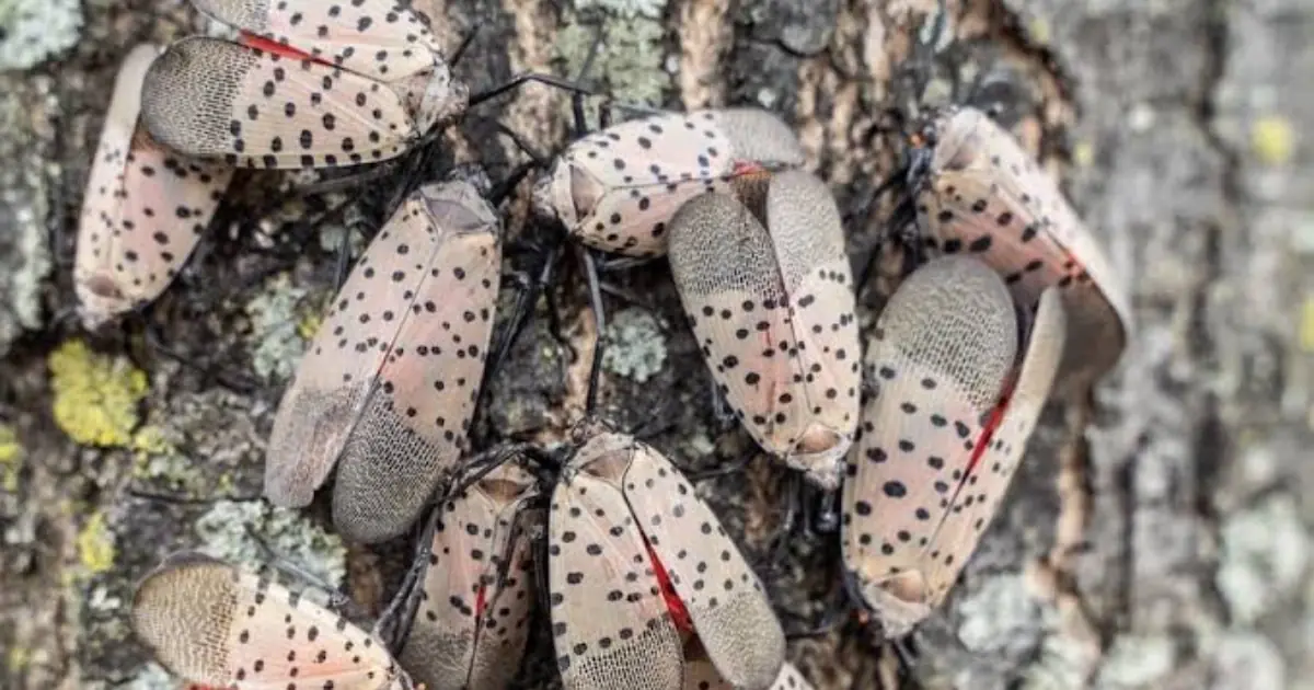 Spotted Lanternfly Alert: What You Need to Know If You Find This Insect