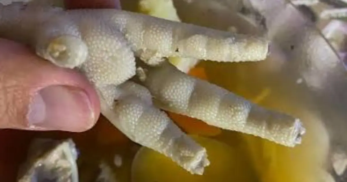 You Might Think Chicken Feet Are Just a Delicacy… But They Could Have Some Unexpected Benefits