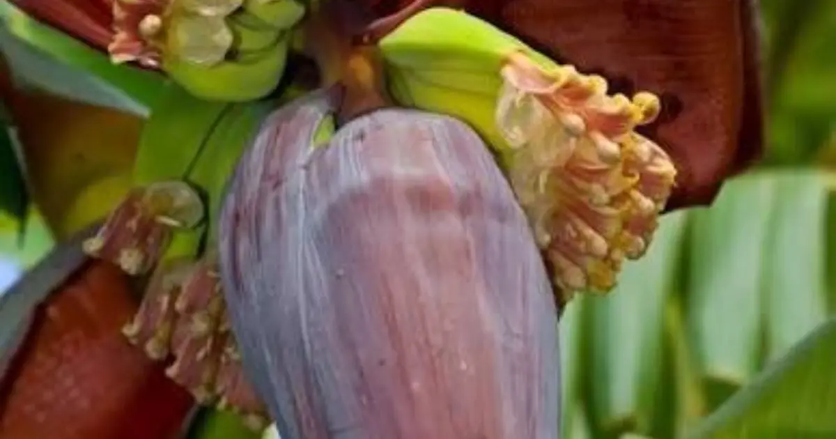 One Simple Natural Remedy May Help Support Blo.od Sugar, Blo.od Pressure, and Digestive Health